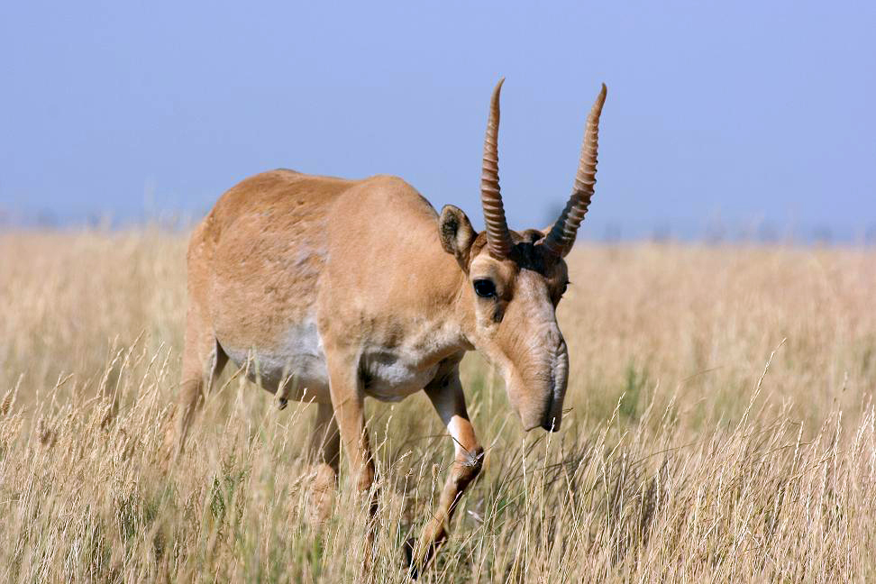 antilope saïga dégâts faune sauvage régulation chasse