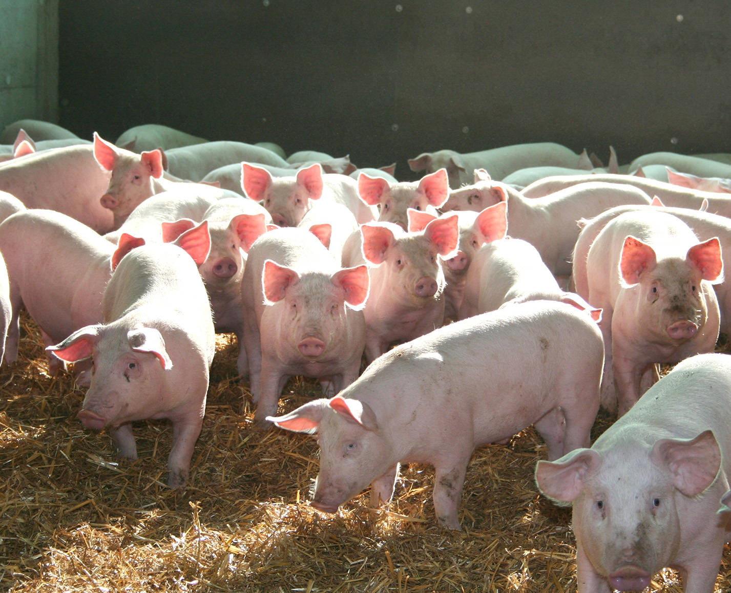 Selon les responsables de la Cobevial, compte tenu de la conjoncture porcine, "on peut enfin en vivre".