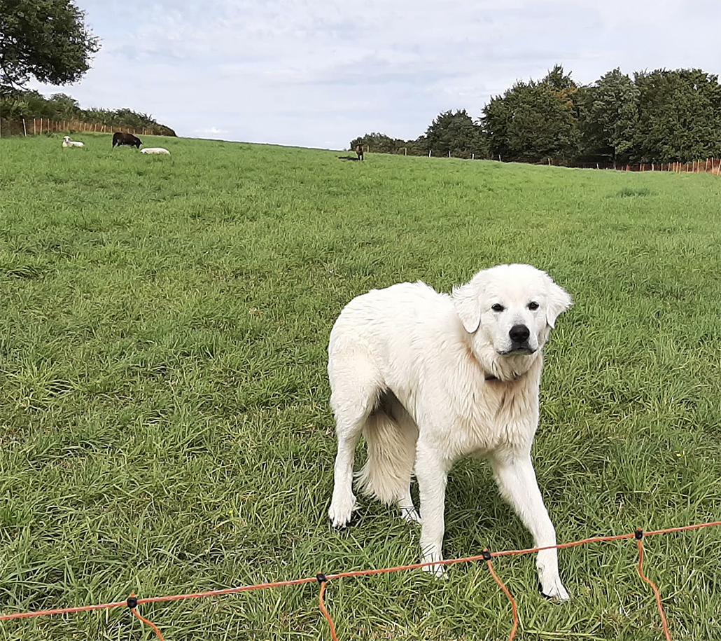Verra-t-on bientôt des chiens de protection au milieu des troupes de moutons  de la Somme contre le loup ? La profession agricole y est opposée et demande d’autres moyens. 