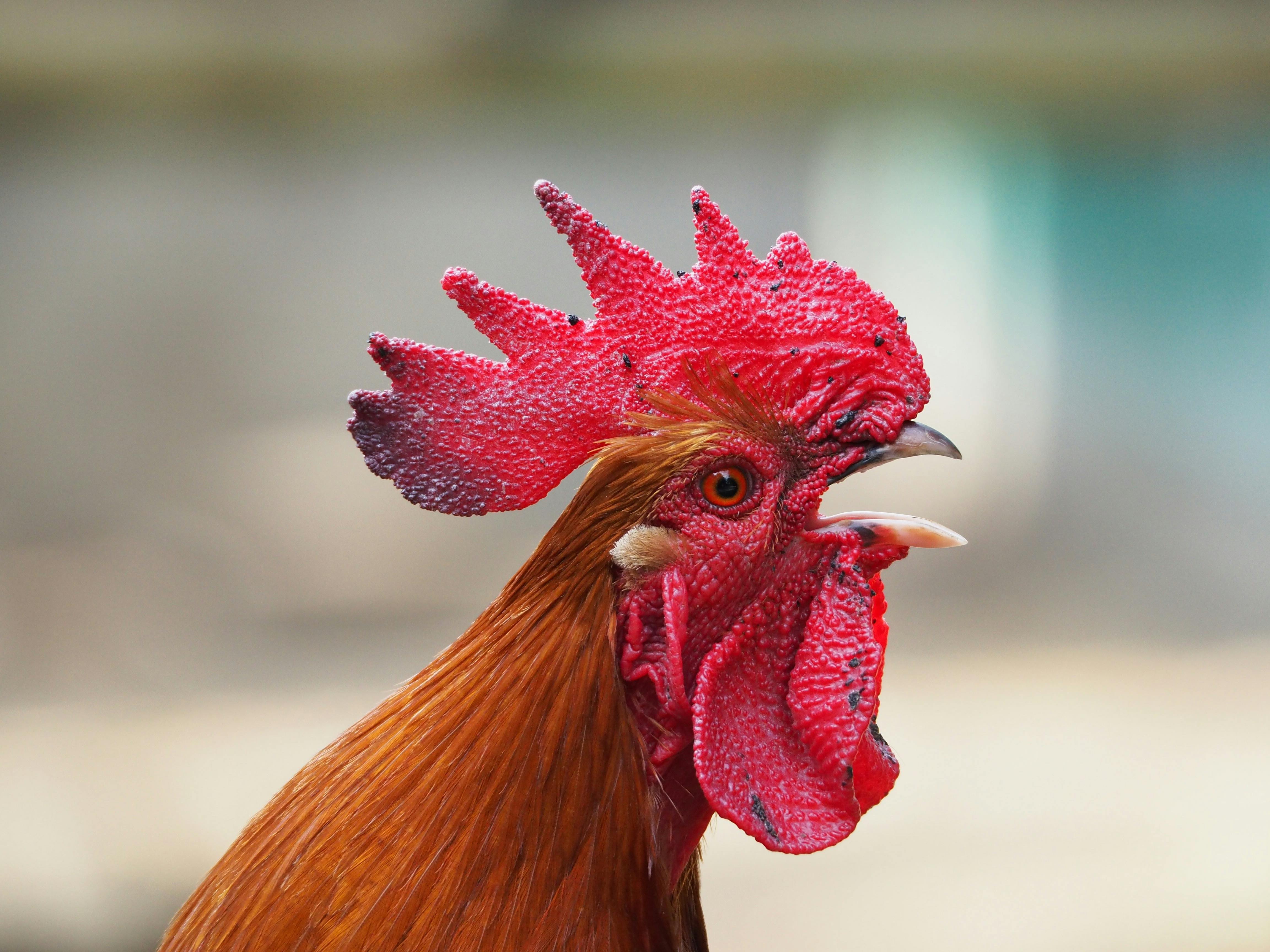 Ricco coq action en justice renard nuisances
