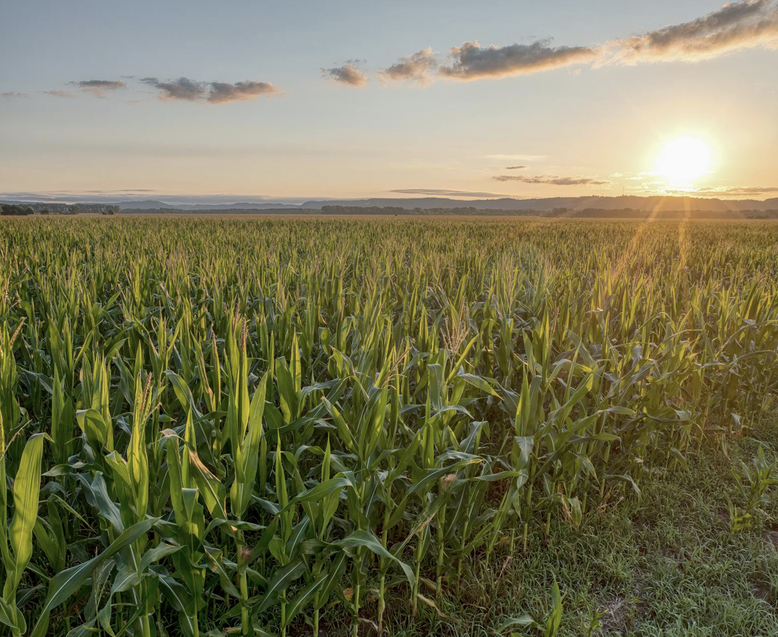 maïs ensilage fourrages matière sèche alimentation animale dates de récolte