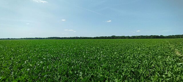 impact de la sécheresse estivale sur les rendements de maïs, betteraves et tournesol