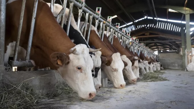 DNC dans un élevage bovin du Rhône 