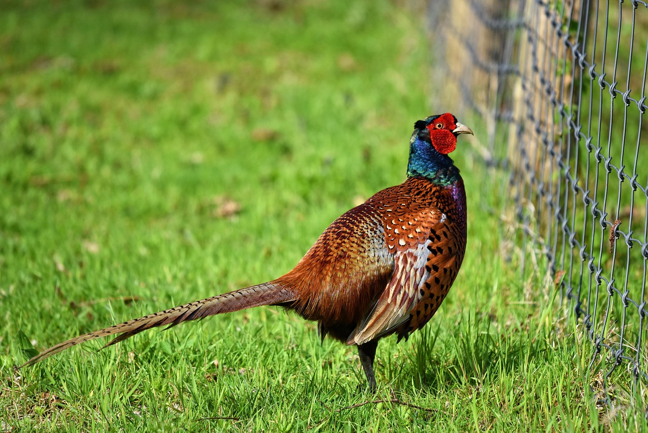 grippe aviaire dans un élevage de faisans et de perdrix à Pihen-les-Guînes
