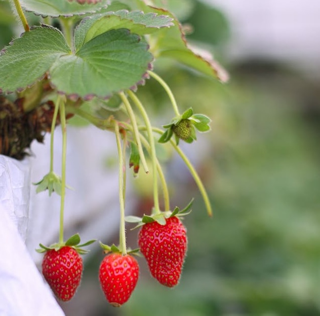 fraises