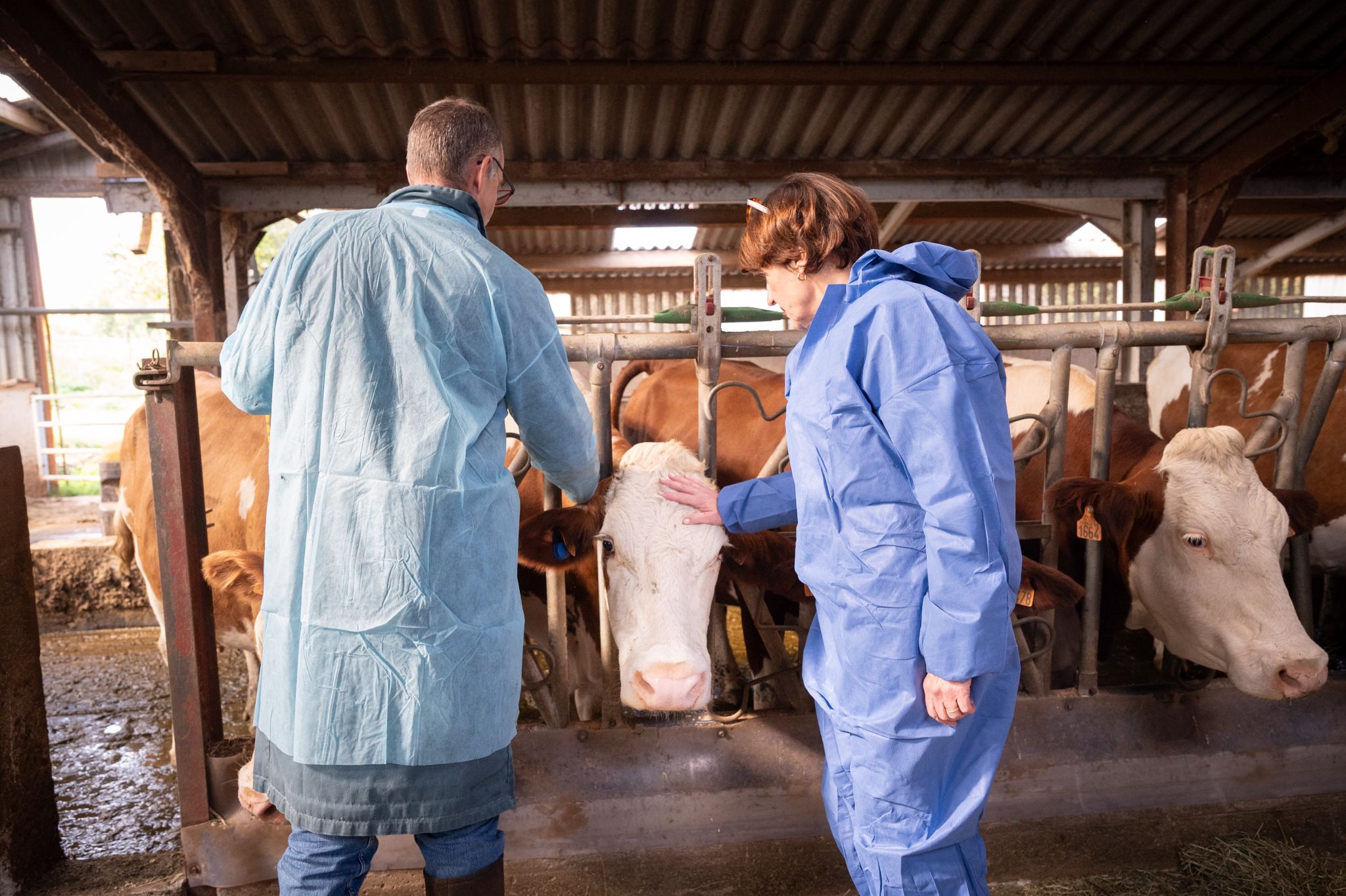 Annie Genevard annonce la reprise des exportations de bovins sous conditions à partir du 1er novembre.
