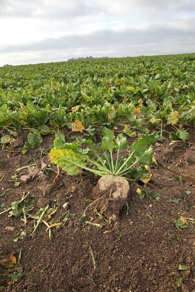 La moitié de la surface de betteraves en bio a disparu et ne représente plus  que 1 000 ha en France. 