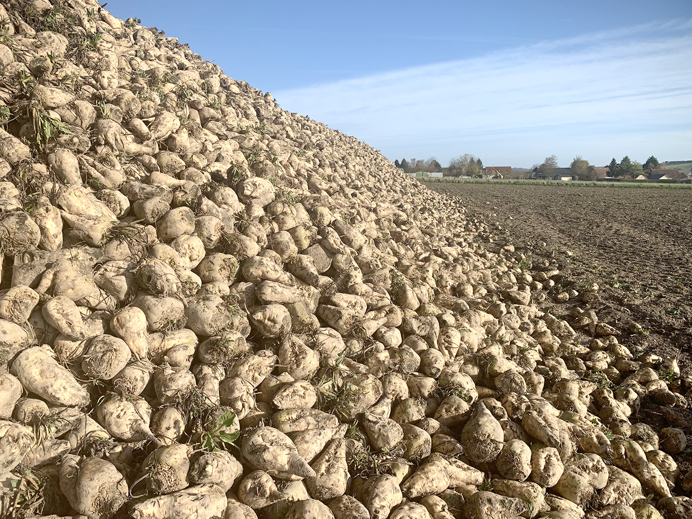 Les fins de campagne sont désormais attendues entre le 25 et le 31 janvier, selon les usines travaillant les betteraves samariennes.