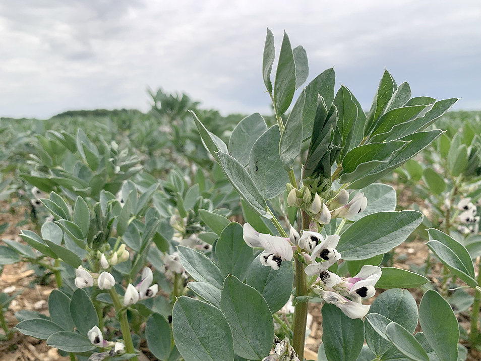 La féverole, avec une variété à faible PMG comme Nanaux, semble la plus adaptée à cette technique. 