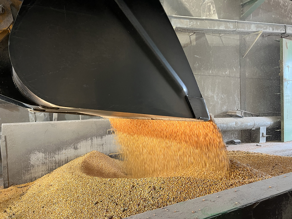 Une fois récolté, le maïs est livré au séchoir de Rosières-en-Santerre, qui sèche le grain entre 50 et 55°C dans les 72h après réception, pour atteindre le taux d’humidité requis de 15 %. 