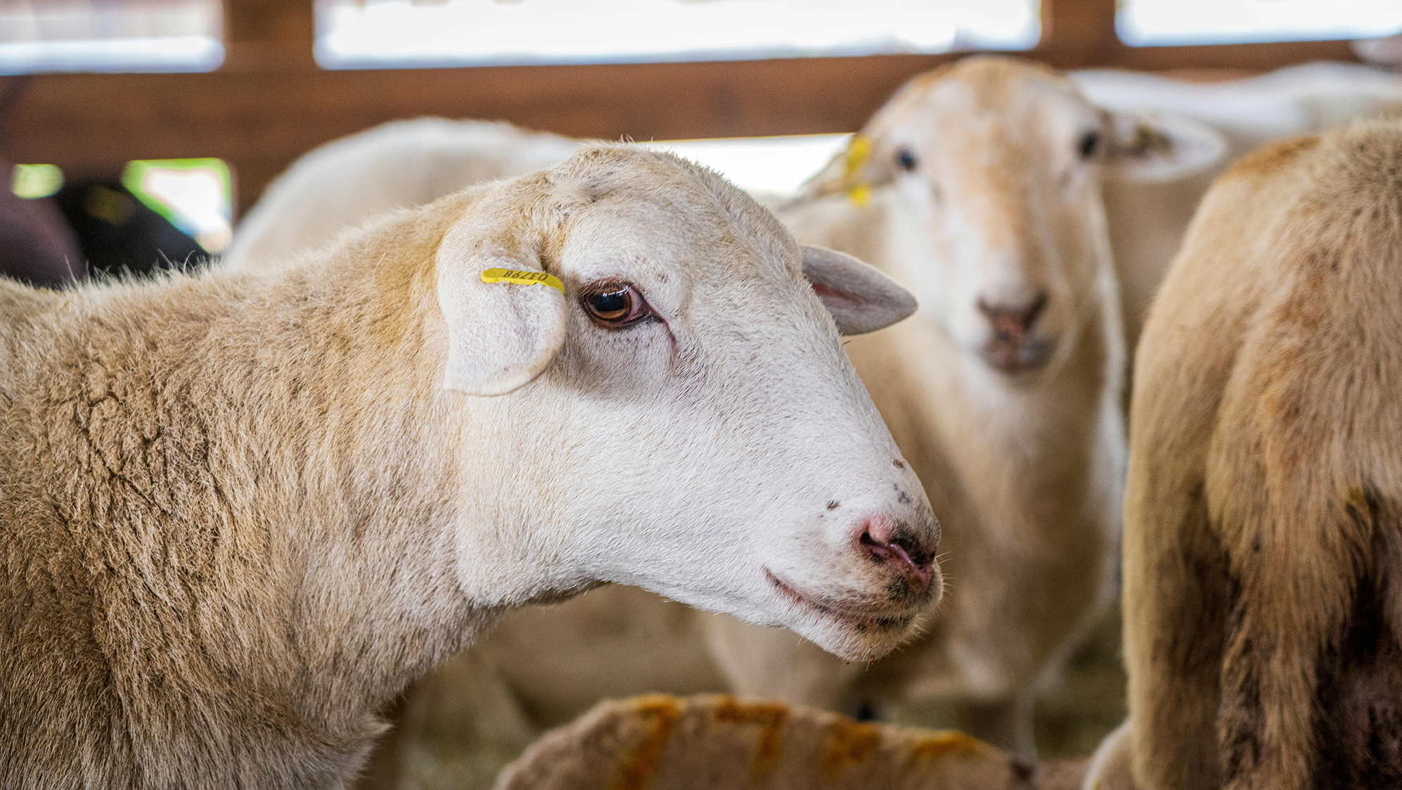 Séparer les brebis et les agnelles gestantes est une des recommandations pour limiter les risques infectieux. 