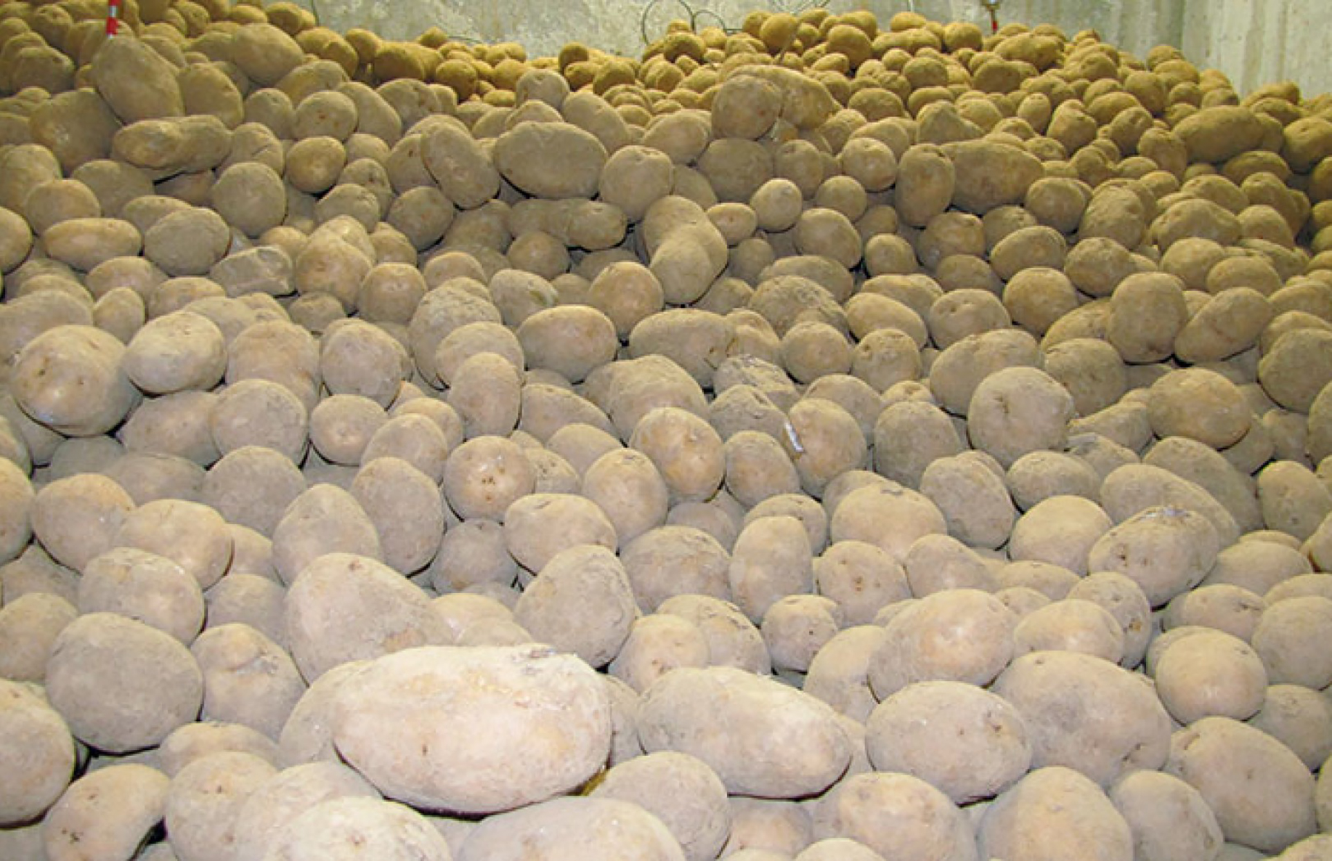 L’application de solutions antigerminatives doit se faire sur des tubercules bien secs et cicatrisées, souvent trois semaines a minima post récolte. 