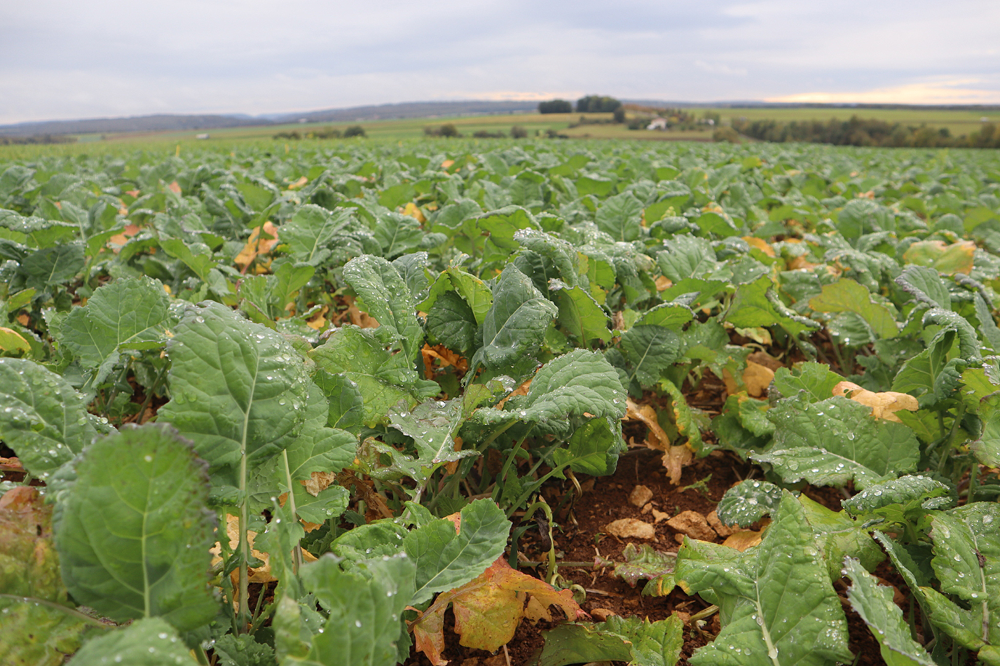 La mesure du poids vert du colza en entrée hiver est fortement recommandée pour optimiser la fertilisation azotée des gros colzas.La mesure du poids vert du colza en entrée hiver est fortement recommandée pour optimiser la fertilisation azotée des gros colzas.