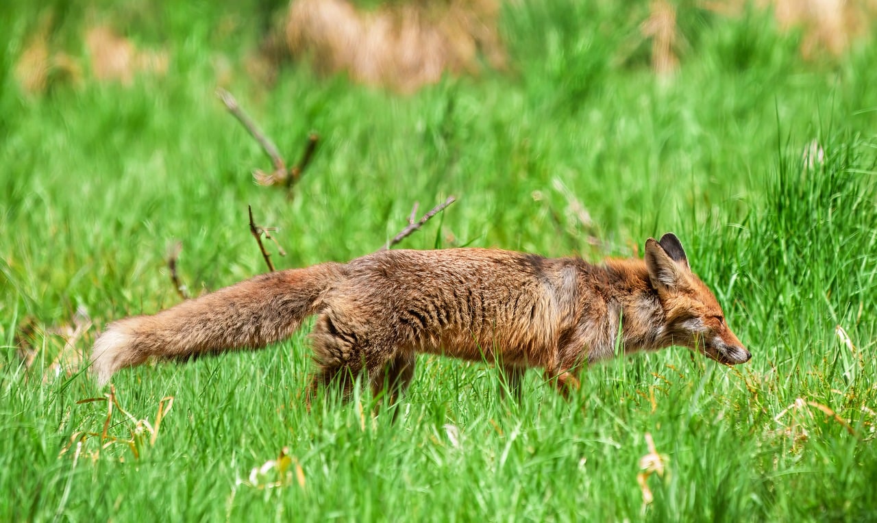 renard et influenza aviaire 