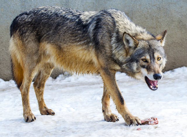 chasse du loup en Finlande