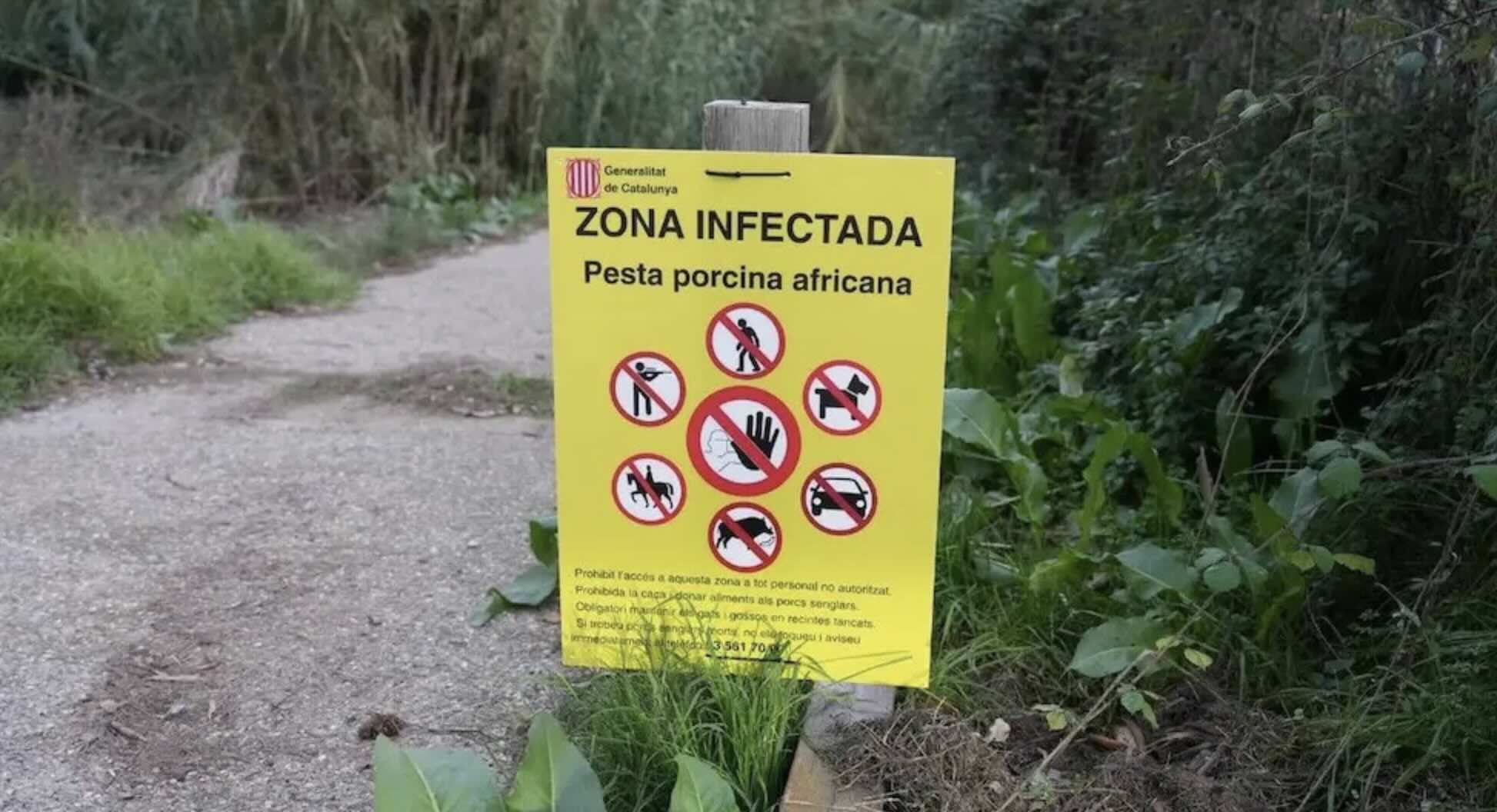 peste porcine Espagne 