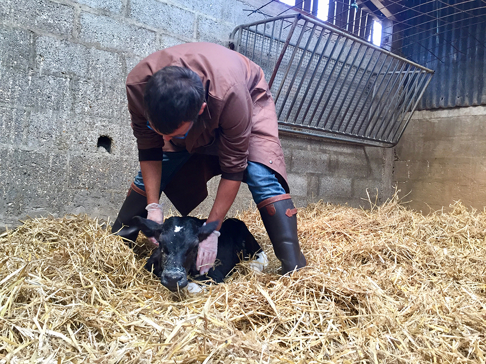 La vaccination est particulièrement pertinente pour la protection des jeunes bovins. 