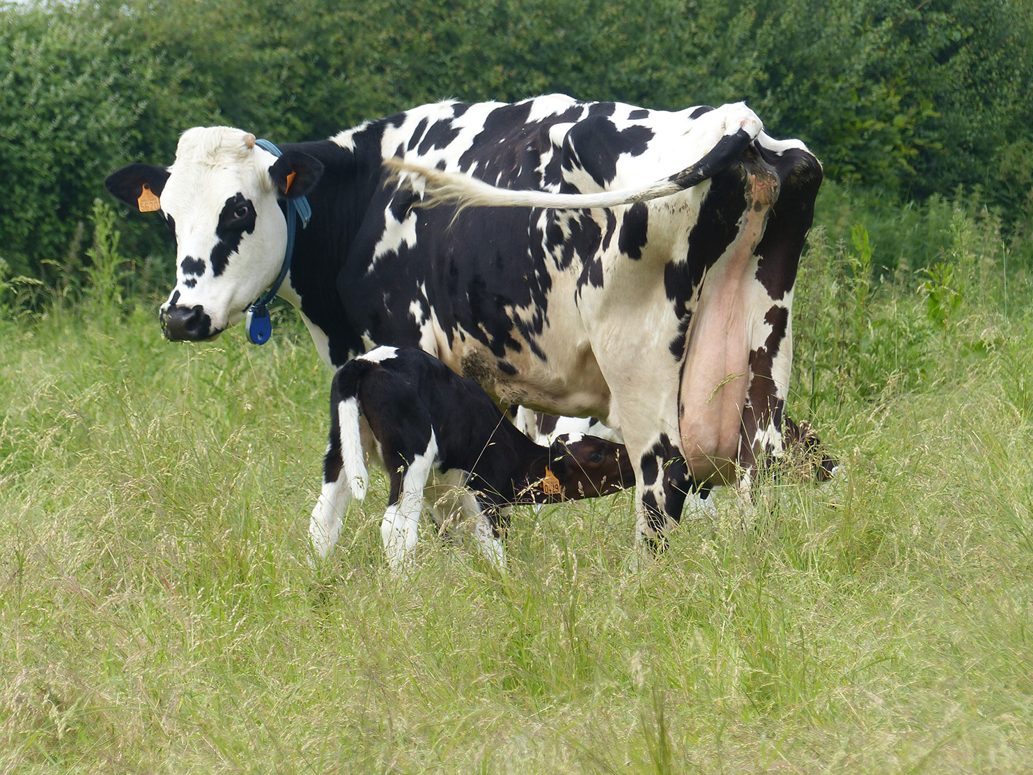 Élevées par une nourrice, les génisses ont moins de maladie et une meilleure croissance. Leur âge au premier vêlage peut être envisagé à vingt-quatre mois. 