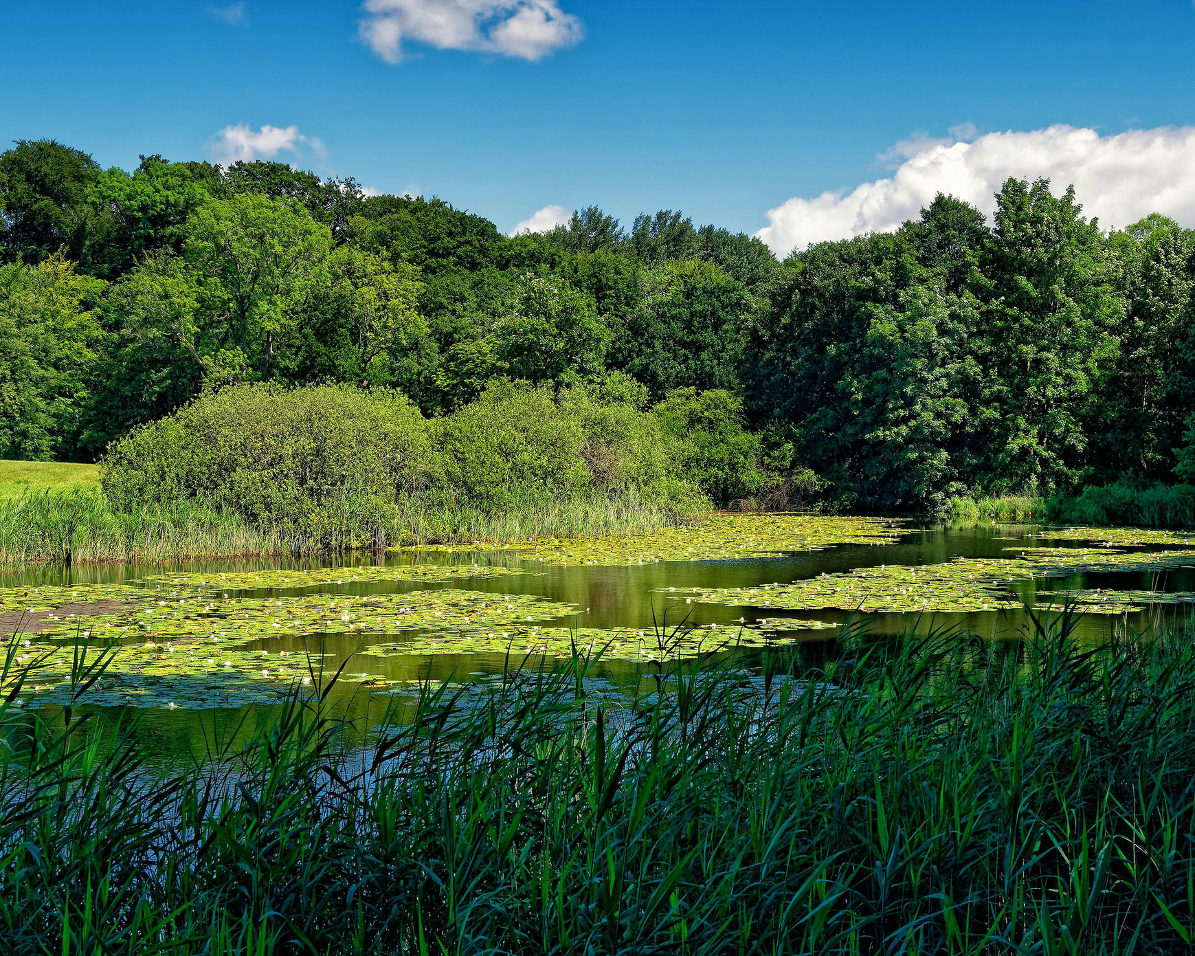 L’entretien d’une mare doit garantir sa fonctionnalité. 