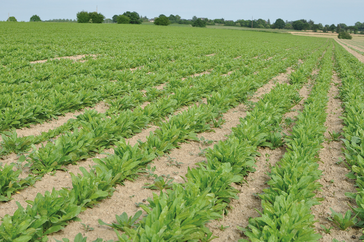 La cameline pourrait participer à la décarbonation des transports aériens. Reste à monter la filière et à convaincre des agriculteurs de se lancer dans la culture.