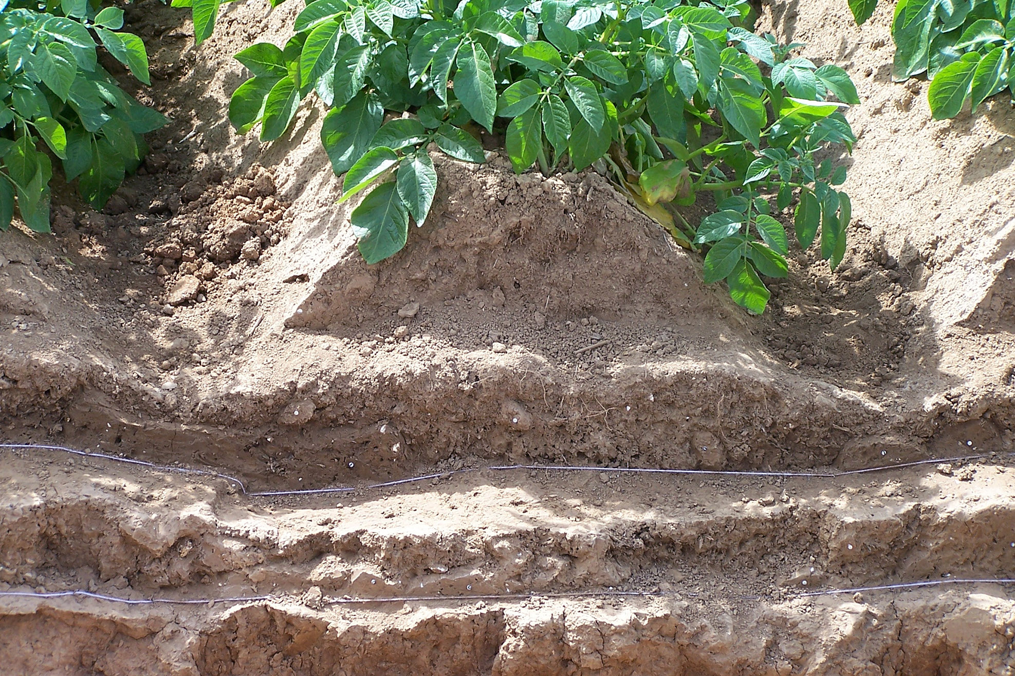 Une bonne structure du sol, superficielle comme en profondeur, est cruciale pour l'enracinement optimal de la culture.