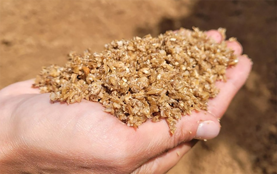 On compte environ 100 tonnes de drêches humides, soit l’équivalent  de 20 à 25 tonnes de matière sèche.