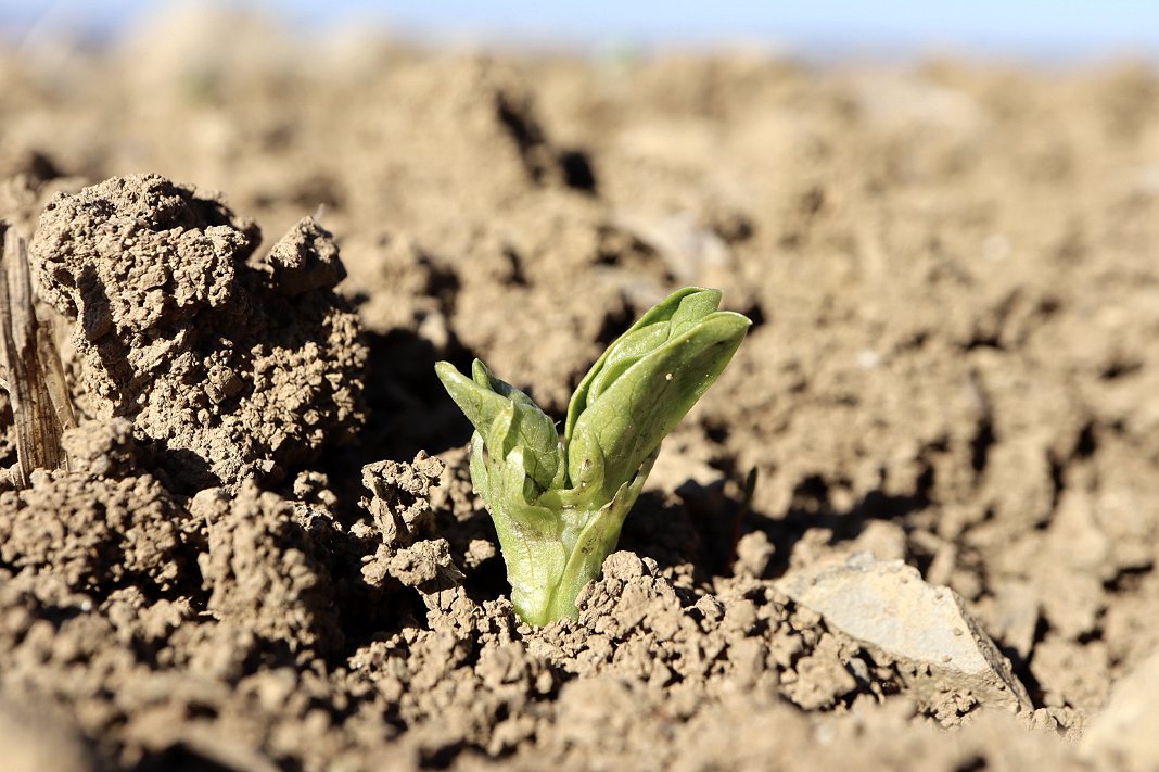 Les dates de semis des protéagineux de printemps sont à adapter à la zone  géographique.