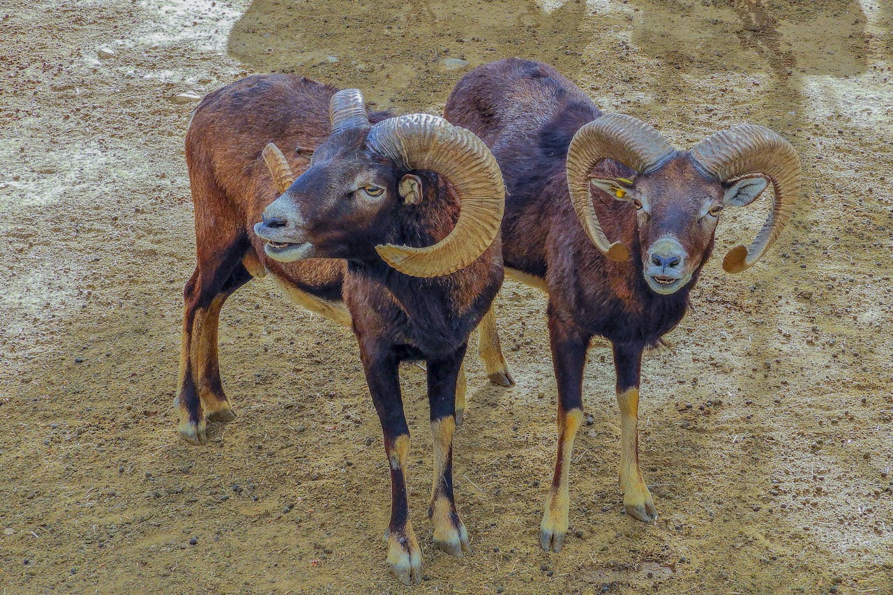 mouflon en baie de Somme