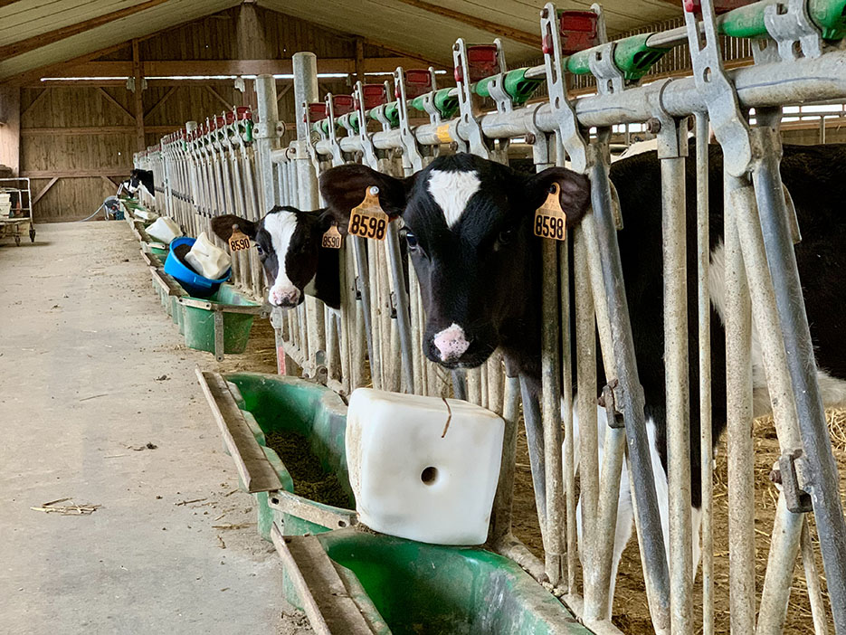 Bien élever ses veaux est chronophage, mais c’est un investissement rentable  à long terme. 