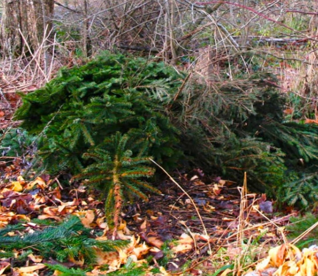 Office national des forêts sapin de Noël