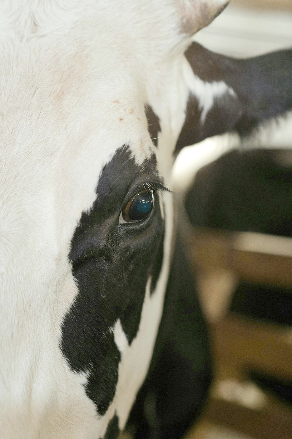 Les scientifiques considèrent que la stratégie de dépeuplement ne peut pour l’instant pas être revue. 