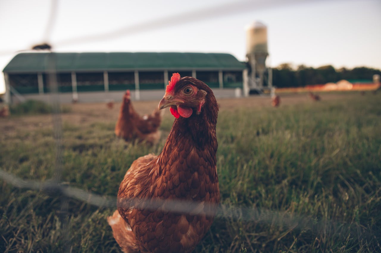 formation pour éleveurs tentés par la production d'oeufs