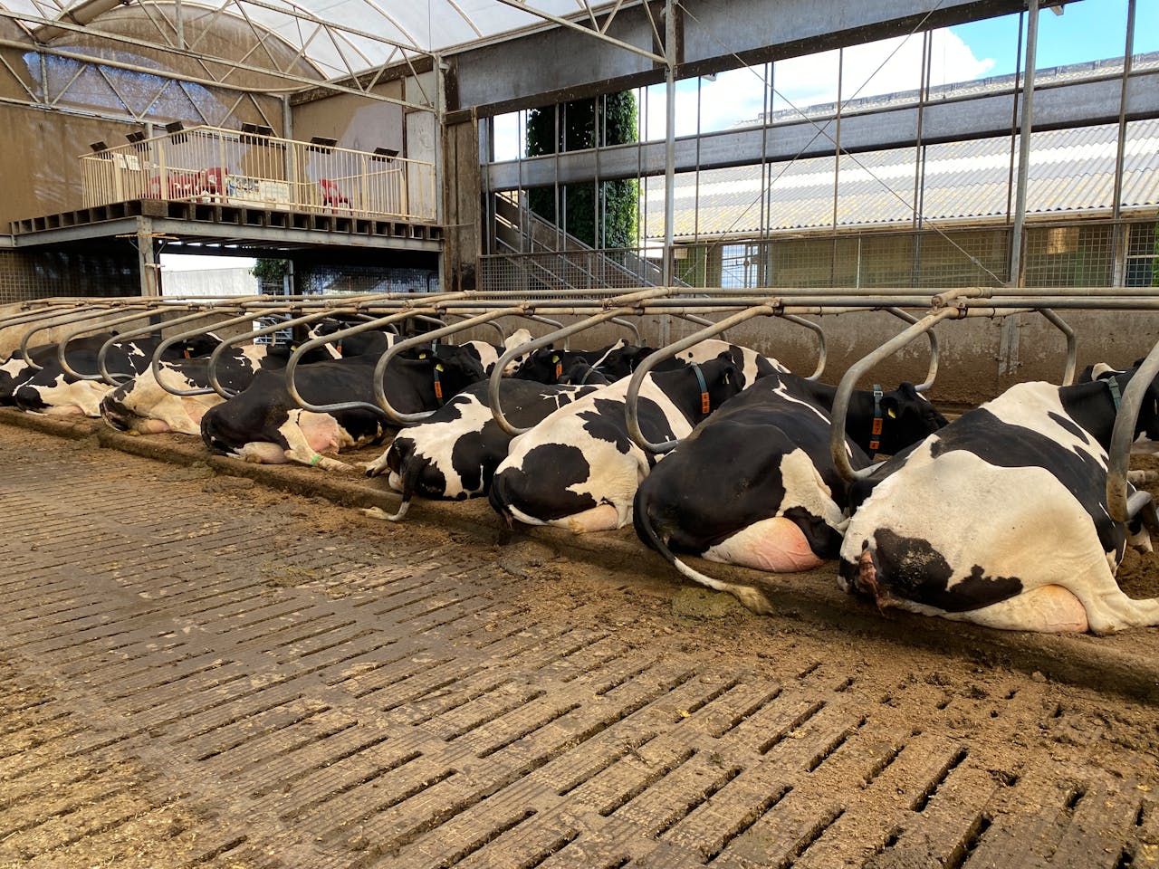 manifestation pour le prix du lait