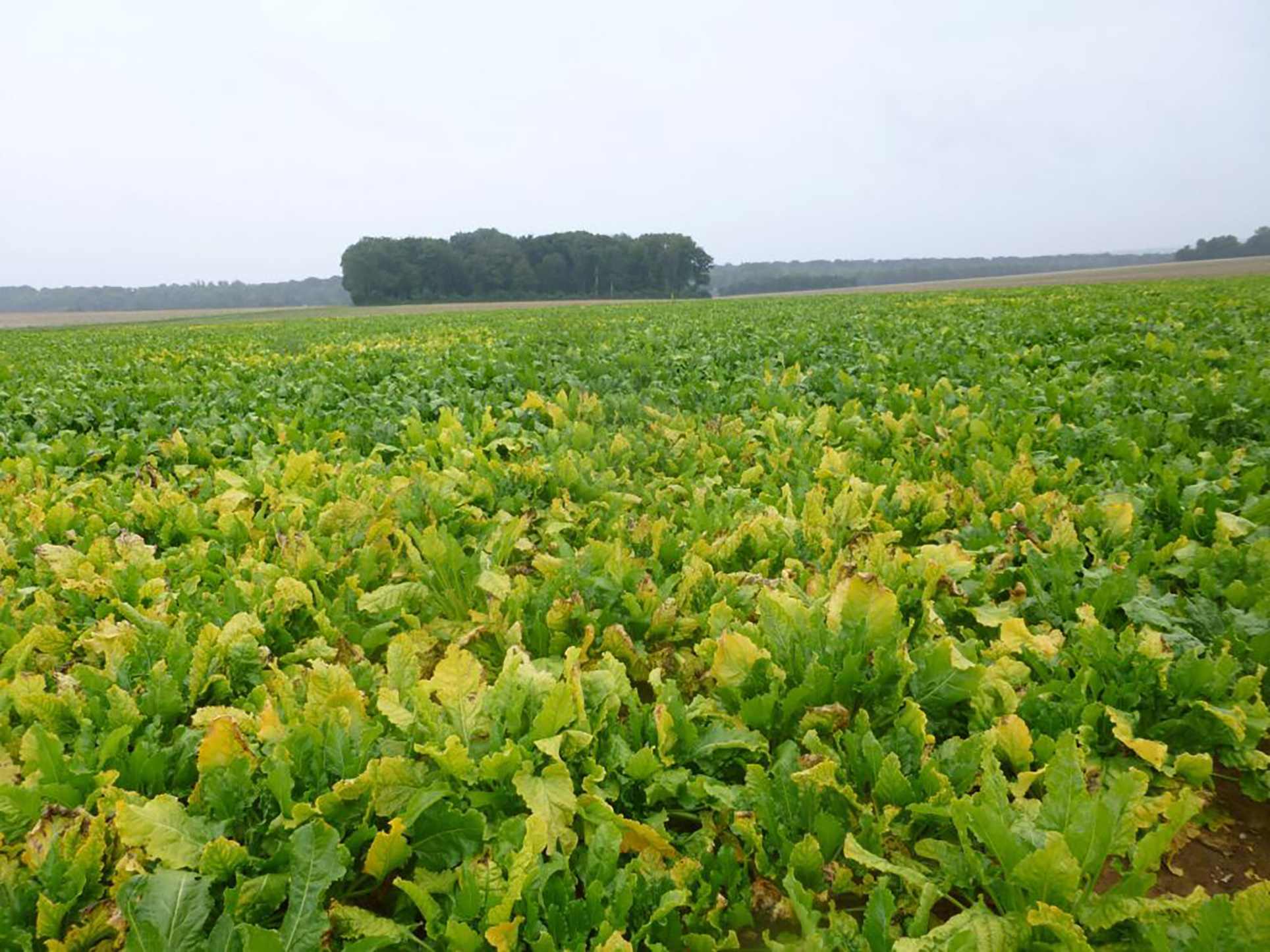 Une fois dans la plante, les virus provoquent des symptômes sur les feuilles qui perturbent la photosynthèse.