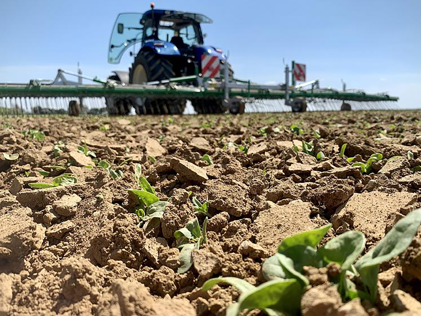Le stade récolte est atteint une fois que les feuilles et branches ont pris une couleur marron foncé, vers la fin du mois de juillet, «en évitant la surmaturité».