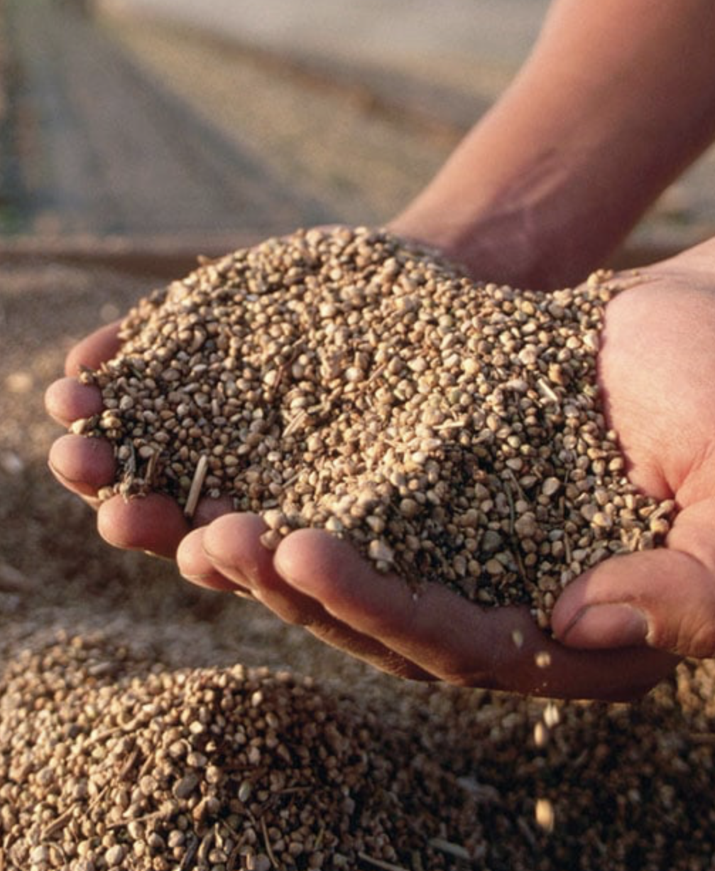 semences épinards avec Vilkima 