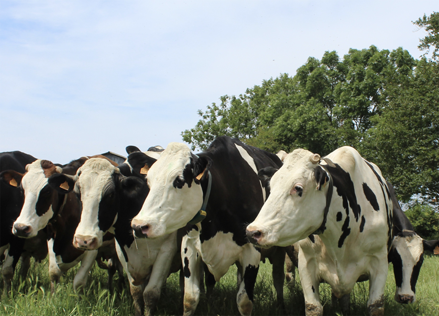 La vente de lait représente 90 % du produit, avec une moyenne de 471 €/1 000 litres. 