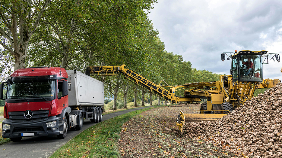 Les planteurs n’avaient pas connu de tels rendements depuis un moment. 