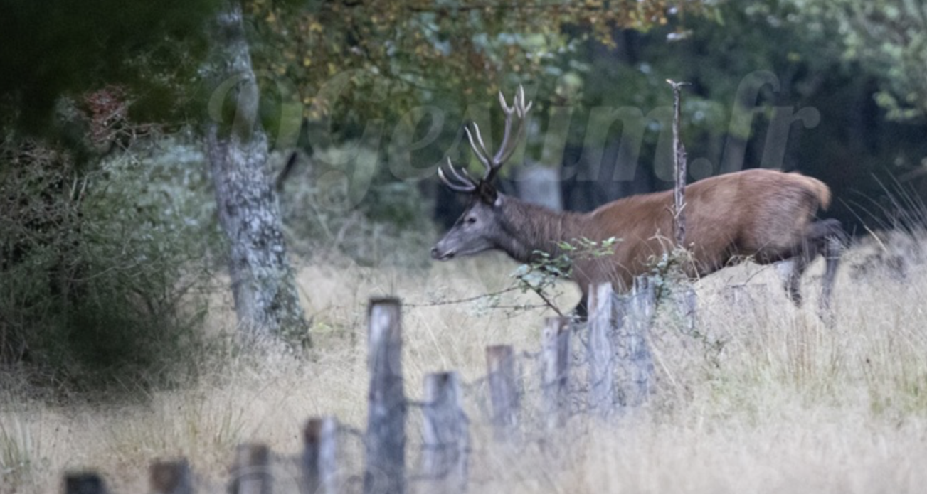 comptage cerf dans l'Oise