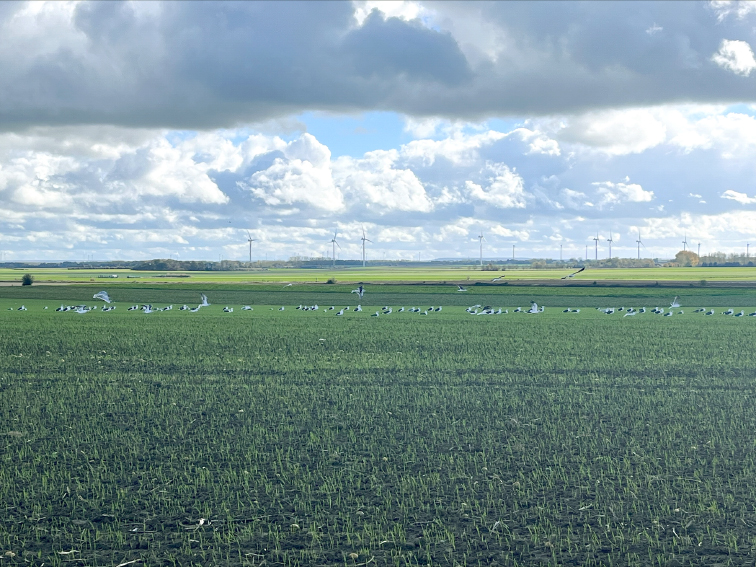 La FDSEA de la Somme poursuit son enquête pour estimer les éventuelles nuisances liées à la prolifération des mouettes et goélands dans la plaine picarde. 