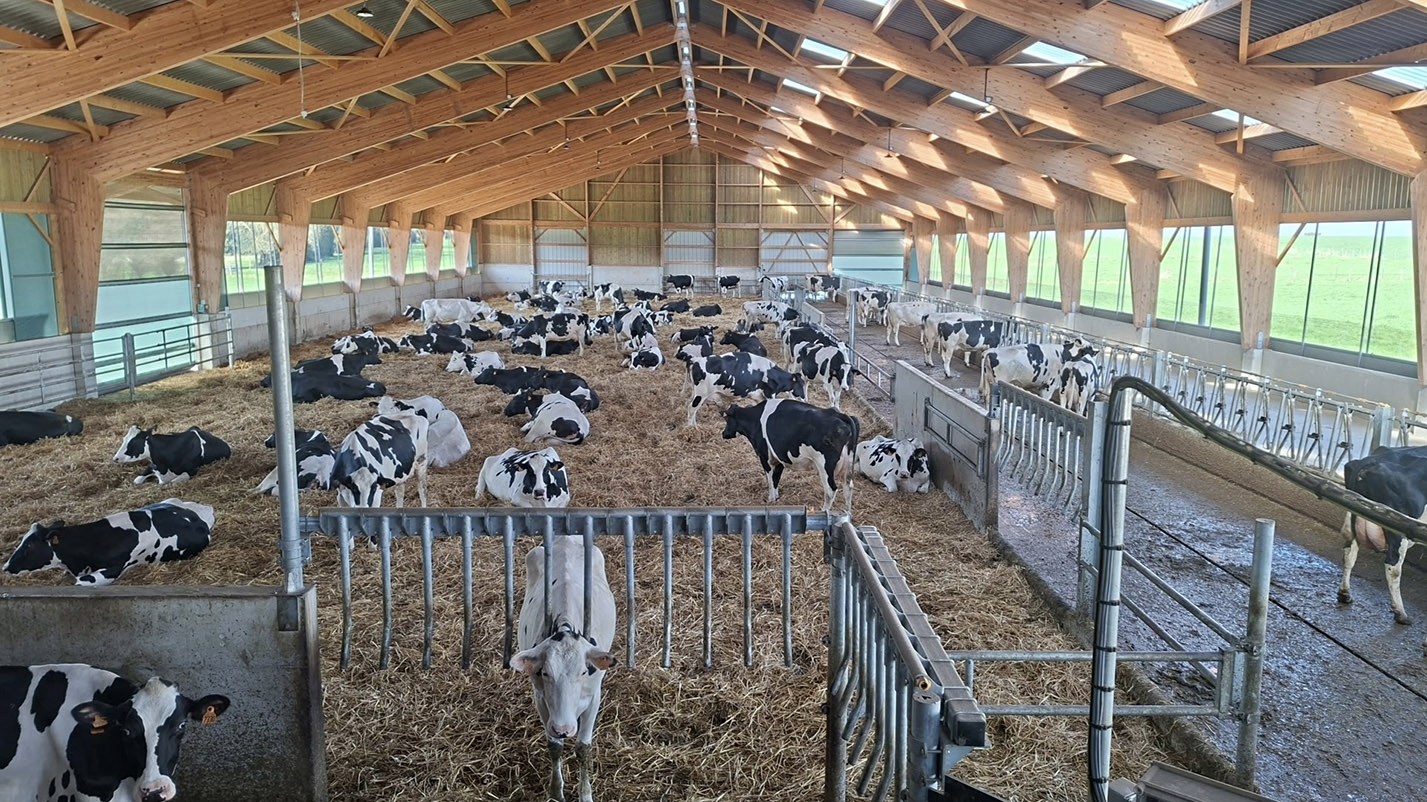 L’aire paillée et la circulation libre ont été choisies pour le bien-être des vaches. 