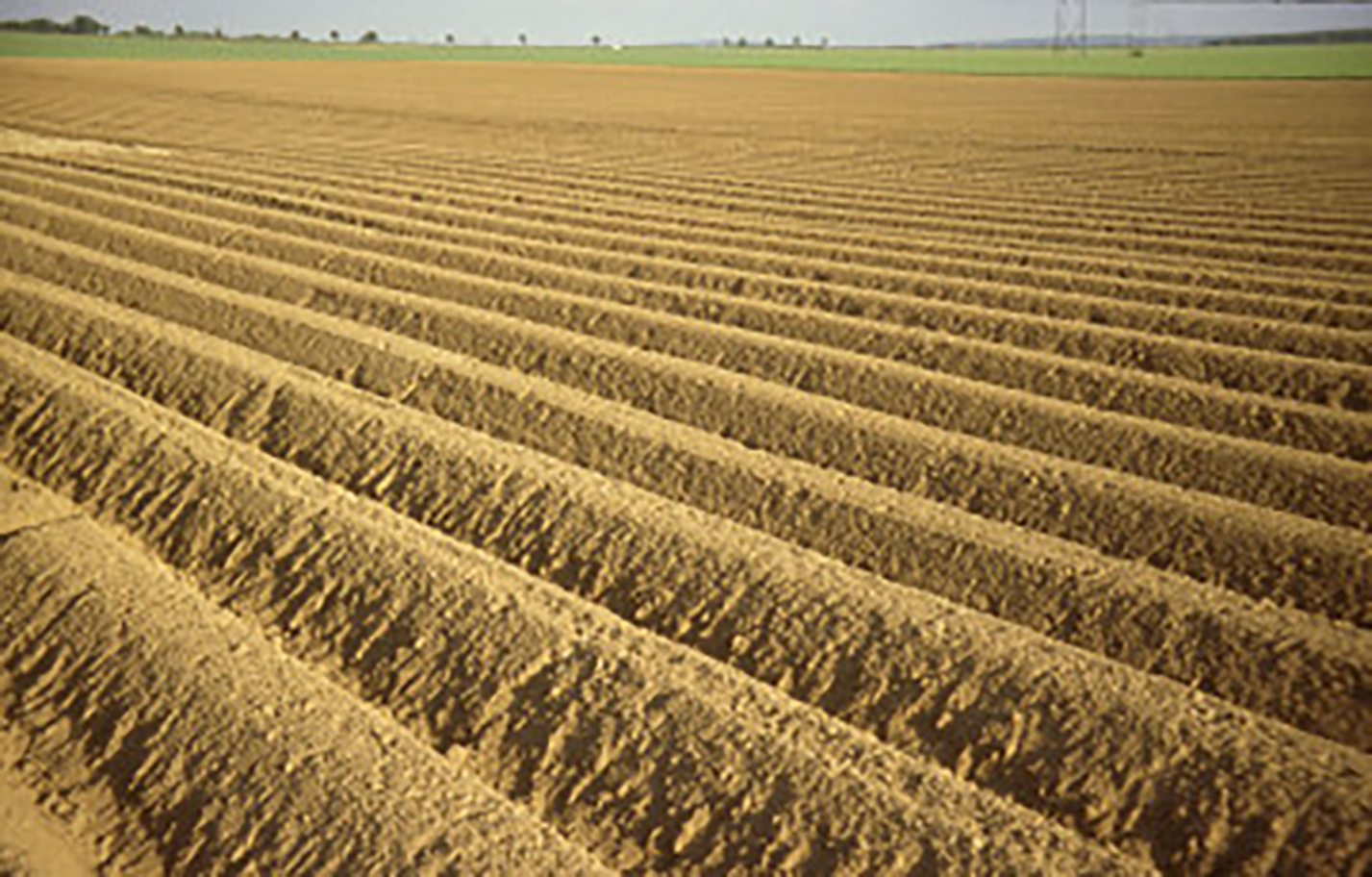 Selon le Groupement interprofessionnel pour la valorisation de la pomme de terre, la production nationale dépasse  cette année les 8 millions de tonnes, un niveau rarement atteint. 