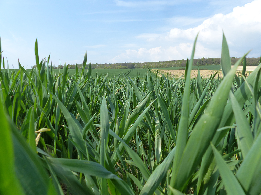 Douze à quinze jours d'avance  sont constatés en blé.
