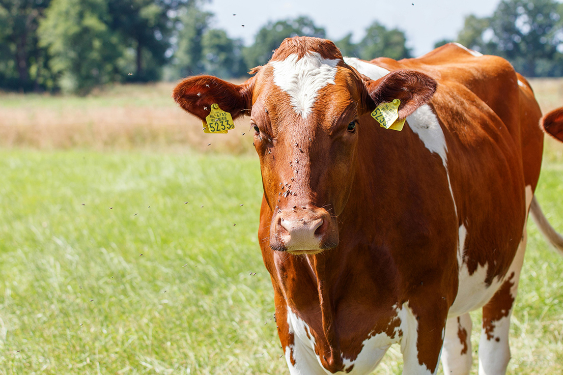 Aucun foyer n’a été détecté en France depuis le 2 janvier, mais la prudence reste  de mise. 