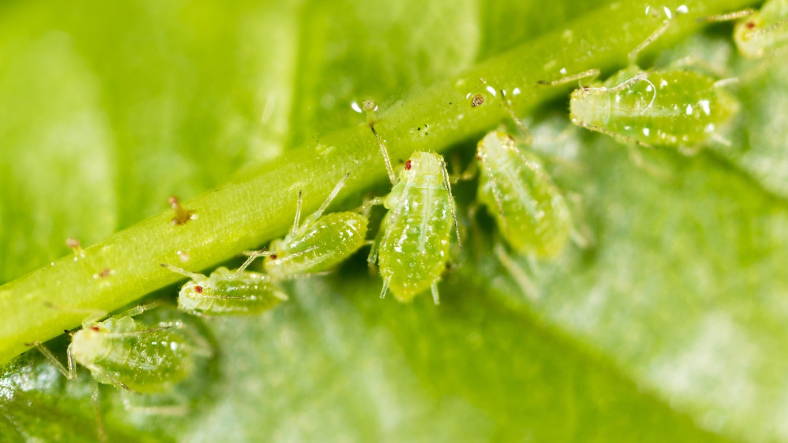 pucerons verts dérogation BASF 