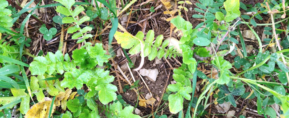 La stratégie des intercultures-pièges a été initiée par un collectif sur les plateaux de Bourgogne, puis testée dans d’autres territoires sur trois campagnes dans le cadre  du Plan d’action de sortie du phosmet. 