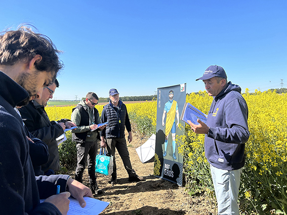 Les surfaces destinées à la prochaine récolte de colza sont en hausse de +10 à 12 % dans les Hauts-de-France  et de +8 % à l’échelle nationale.