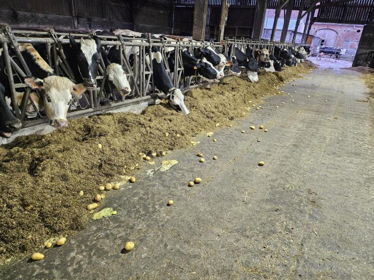 UNPT pommes de terre alimentation animale