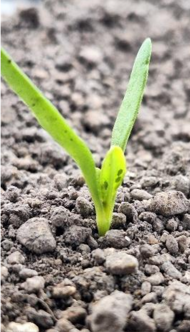 virus et jaunisse de la betterave