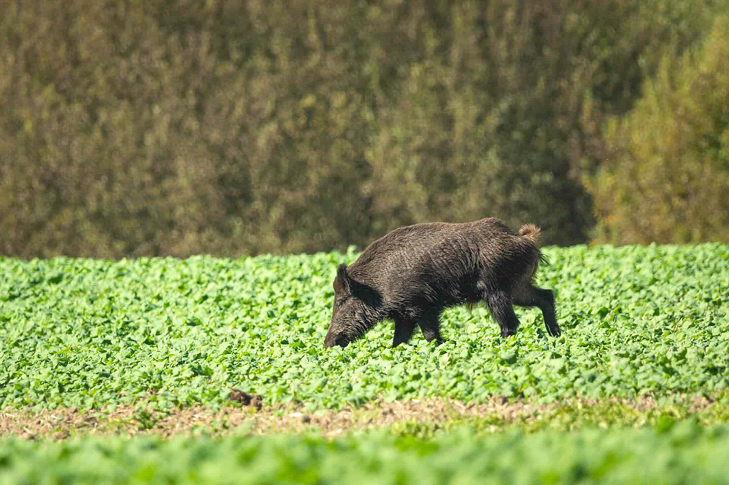 Selon la FNC, la facture annuelle des dégâts de gibiers fait des chasseurs  «des vaches à lait». 